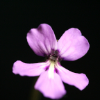 Pinguicula potosiensis
