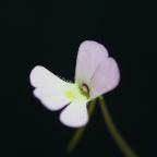 Pinguicula esseriana