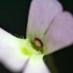 Pinguicula esseriana